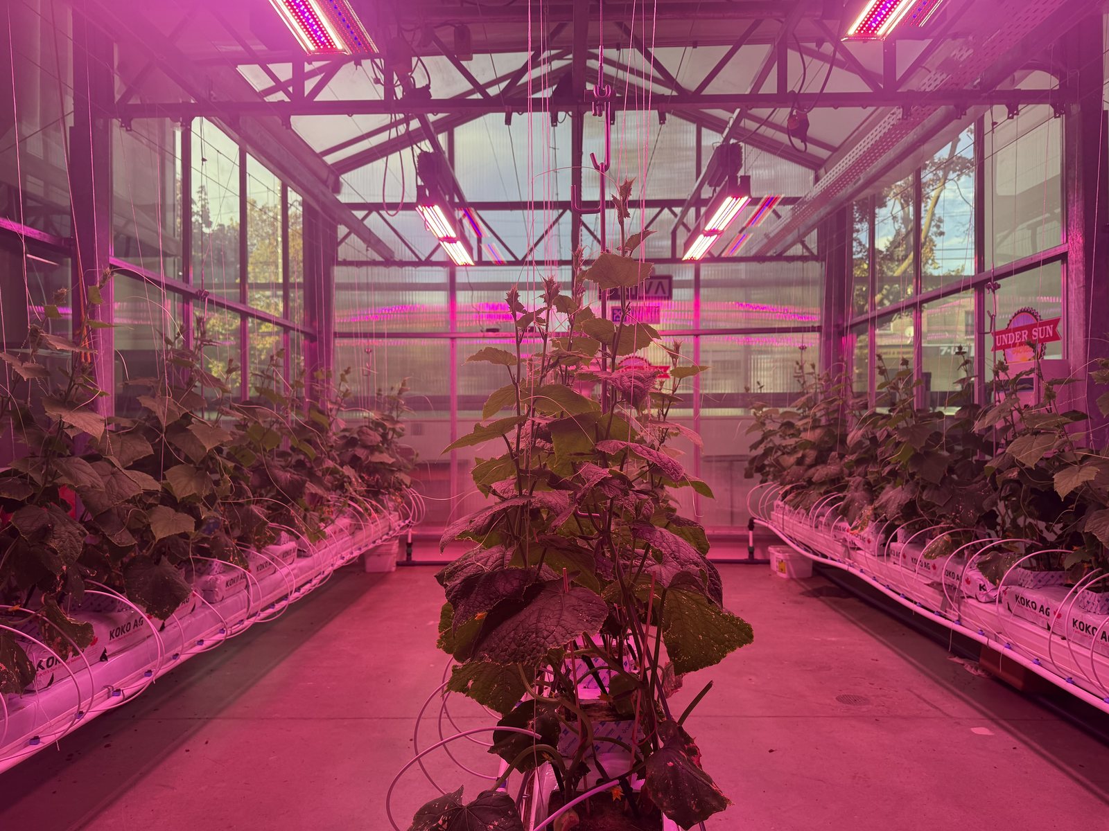 Research greenhouse at the University of Windsor